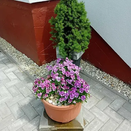 Zamor Nyaralo 度假居 *