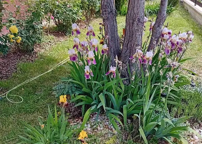 Holiday home Zamor Nyaralo